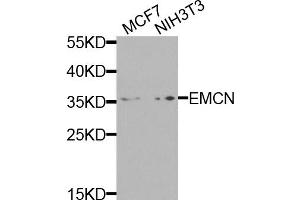 Western blot analysis of extracts of various cell lines, using EMCN antibody. (Endomucin 抗体)