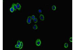 Immunofluorescent analysis of HepG2 cells using ABIN7163374 at dilution of 1:100 and Alexa Fluor 488-congugated AffiniPure Goat Anti-Rabbit IgG(H+L) (ATP8B1 抗体  (AA 217-330))