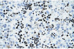 Human Liver; IVNS1ABP antibody - N-terminal region in Human Liver cells using Immunohistochemistry (IVNS1ABP 抗体  (N-Term))