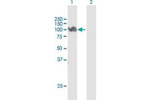 Western Blot analysis of STAT5A expression in transfected 293T cell line by STAT5A MaxPab polyclonal antibody. (STAT5A 抗体  (AA 1-794))