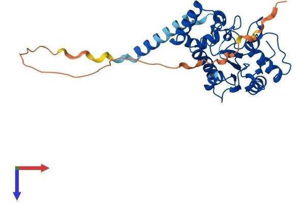 UNG Protein (AA 1-313) (His tag)