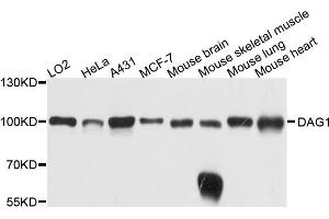Western blot analysis of extracts of various cell lines, using DAG1 antibody (ABIN4903450) at 1:1000 dilution. (Dystroglycan 抗体)