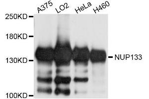 Western blot analysis of extracts of various cell lines, using NUP133 antibody (ABIN5996355) at 1/1000 dilution. (NUP133 抗体)