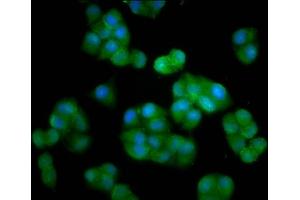 Immunofluorescence staining of Hela cells with ABIN7150946 at 1:33, counter-stained with DAPI. (HERC5 抗体  (AA 153-284))