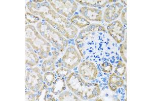 Immunohistochemistry of paraffin-embedded mouse kidney using COX6A1 antibody at dilution of 1:100 (x40 lens). (COX6A1 抗体)