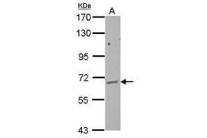 Image no. 3 for anti-GPI Anchor Attachment Protein 1 (GPAA1) (AA 201-539) antibody (ABIN1501893) (GPAA1 抗体  (AA 201-539))