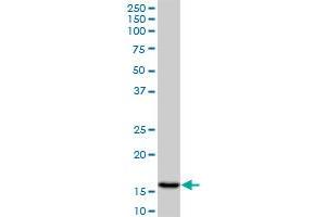 AGR2 monoclonal antibody (M01), clone 1E5. (AGR2 抗体  (AA 1-175))