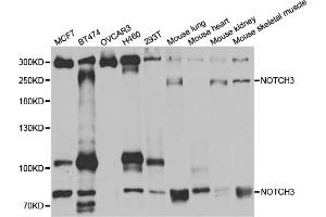 Western blot analysis of extracts of various cell lines, using NOTCH3 antibody (ABIN5971594) at 1:400 dilution. (NOTCH3 抗体)