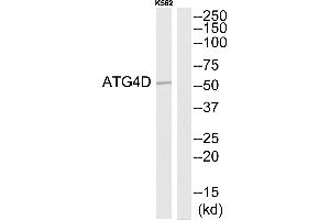 Western blot analysis of extracts from K562 cells, using ATG4D antibody. (ATG4D 抗体  (N-Term))