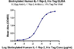 Immobilized Anti-IL-1 Rrp-2 Antibody, hFc Tag at 0. (IL1RL2 Protein (AA 20-335) (His-Avi Tag,Biotin))
