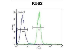 Flow cytometric analysis of K562 cells using TCF21 Antibody (C-term) Cat. (TCF21 抗体  (C-Term))