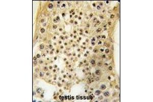 Formalin-fixed and paraffin-embedded human testis tissue reacted with USP7 antibody (C-term) (ABIN388889 and ABIN2839179) , which was peroxidase-conjugated to the secondary antibody, followed by DAB staining. (USP7 抗体  (C-Term))