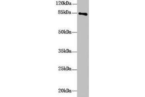 Western Blot All lanes: DHX32 antibody at 10 μg/mL + Mouse liver tissue Secondary Goat polyclonal to rabbit IgG at 1/10000 dilution Predicted band size: 85, 76 kDa Observed band size: 85 kDa (DHX32 抗体  (AA 301-500))