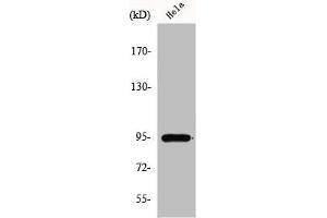 Western Blot analysis of HepG2 cells using GIT1 Polyclonal Antibody (GIT1 抗体  (C-Term))