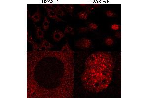 Immunofluorescence (IF) image for anti-H2A Histone Family, Member X (H2AFX) (C-Term) antibody (ABIN7449536) (H2AFX 抗体  (C-Term))
