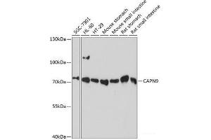 Western blot analysis of extracts of various cell lines using CAPN9 Polyclonal Antibody at dilution of 1:3000. (Calpain 9 抗体)
