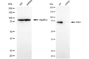 Western blotting analysis using SNX9 antibody (ABIN7800412).