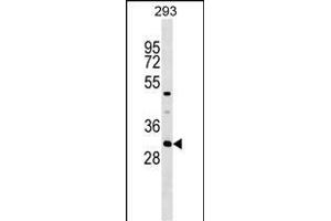 ASB7 Antibody (Center) (ABIN1538643 and ABIN2849554) western blot analysis in 293 cell line lysates (35 μg/lane). (ASB7 抗体  (AA 82-108))
