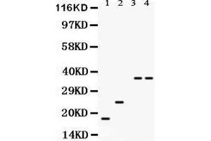 Anti- PLN Picoband antibody, Western blotting All lanes: Anti PLN  at 0. (Phospholamban 抗体  (N-Term))