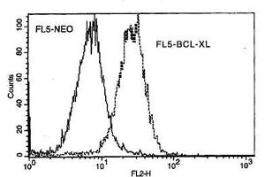 Image no. 1 for anti-BCL2-Like 1 (BCL2L1) antibody (FITC) (ABIN135022) (BCL2L1 抗体  (FITC))