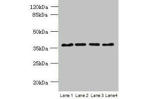 Western blot All lanes: C8orf48 antibody at 1 μg/mL Lane 1: HepG2 whole cell lysate Lane 2: Mouse liver tissue Lane 3: MCF-7 whole cell lysate Lane 4: K562 whole cell lysate Secondary Goat polyclonal to rabbit IgG at 1/10000 dilution Predicted band size: 37 kDa Observed band size: 37 kDa (C8orf48 抗体  (AA 1-319))