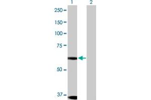 Western Blot analysis of DYRK1B expression in transfected 293T cell line by DYRK1B MaxPab polyclonal antibody. (DYRK1B 抗体  (AA 1-629))