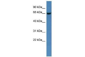 Gns antibody used at 0. (GNS 抗体  (C-Term))