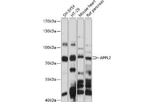 Western blot analysis of extracts of various cell lines, using  antibody (ABIN7265444) at 1:1000 dilution.