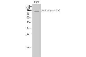 Western Blotting (WB) image for anti-Aryl Hydrocarbon Receptor (AHR) (pSer36) antibody (ABIN3173265) (Aryl Hydrocarbon Receptor 抗体  (pSer36))