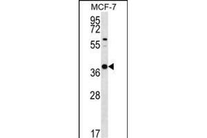 YIF1B Antibody (N-term) (ABIN656530 and ABIN2845795) western blot analysis in MCF-7 cell line lysates (35 μg/lane).