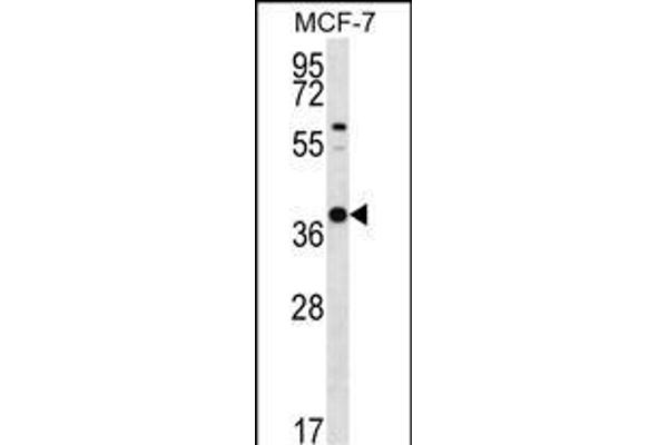 YIF1B 抗体  (N-Term)