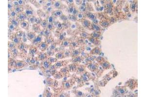 IHC-P analysis of Mouse Liver Tissue, with DAB staining. (IL17RE 抗体  (AA 457-630))