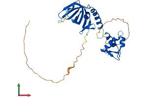 Protein Structure (PS) image for Replication Protein A2, 32kDa (RPA2) (AA 1-270) protein (His tag) (ABIN7563951)