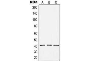 Western blot analysis of HCCS expression in HepG2 (A), Raw264.