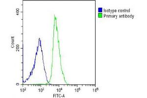 Overlay histogram showing U-2OS cells stained with (ABIN655073 and ABIN2844705) (green line). (FGL2 抗体  (C-Term))