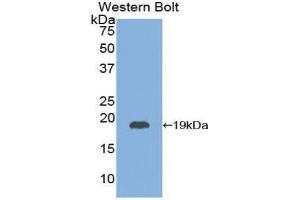 Western Blotting (WB) image for anti-Thyroid Stimulating Hormone, beta (TSHB) (AA 20-134) antibody (ABIN1078576) (TSHB 抗体  (AA 20-134))
