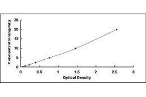 ELISA image for Cytochrome P450, Family 7, Subfamily A, Polypeptide 1 (CYP7A1) ELISA Kit (ABIN424584)
