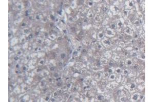 Detection of UCN2 in Human Liver Tissue using Monoclonal Antibody to Urocortin 2 (UCN2) (Urocortin 2 抗体  (AA 20-112))