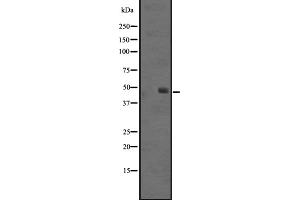 Western blot analysis of SS4R expression in Jurkat cell lysate,The lane on the left is treated with the antigen-specific peptide. (SSTR4 抗体  (C-Term))