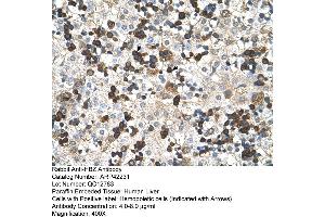 Rabbit Anti-HBZ Antibody  Paraffin Embedded Tissue: Human Liver Cellular Data: Hemopoietic Antibody Concentration: 4. (HBZ 抗体  (N-Term))