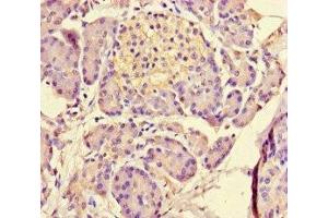 Immunohistochemistry of paraffin-embedded human pancreatic tissue using ABIN7159156 at dilution of 1:100 (MED31 抗体  (AA 2-72))