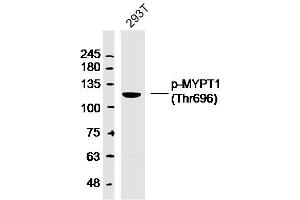 293T lysates probed with MYPT1 (Thr696) Polyclonal Antibody, Unconjugated  at 1:300 dilution and 4˚C overnight incubation. (PPP1R12A 抗体  (pThr696))