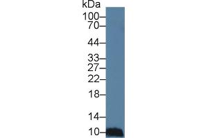 Detection of MEC in Porcine Spleen lysate using Polyclonal Antibody to Mucosae Associated Epithelia Chemokine (MEC) (Mucosae Associated Epithelia Chemokine (AA 20-115) 抗体)