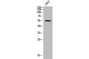 Western Blot analysis of 293T cells using Phospho-Akt1/3 (Y437/434) Polyclonal Antibody (AKT1/3 (pTyr434), (pTyr437) 抗体)