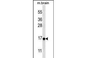 Western blot analysis of anti-cleaved-LC3 (G8a) Pab 1805a in mouse brain tissue lysate. (MAP1LC3A 抗体  (cleaved))