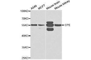 Western Blotting (WB) image for anti-Carboxypeptidase E (CPE) antibody (ABIN1876646)