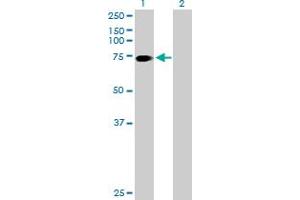 Western Blot analysis of SLC6A17 expression in transfected 293T cell line by SLC6A17 MaxPab polyclonal antibody. (SLC6A17 抗体  (AA 1-727))