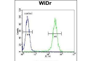 Flow cytometric analysis of WiDr cells (right histogram) compared to a negative control cell (left histogram). (B4GALT5 抗体  (C-Term))