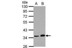Image no. 1 for anti-Protein Phosphatase 1J (PPM1J) (AA 133-442) antibody (ABIN1500379) (PPM1J 抗体  (AA 133-442))