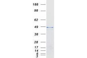Validation with Western Blot